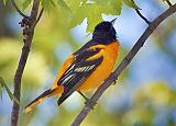 Baltimore Oriole_48873